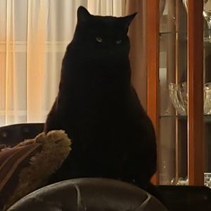 Meet your Posher, Jean